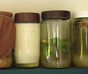 Order Farmlet cultures in New Zealand